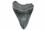 Fossil Megalodon Tooth - South Carolina #263921-1